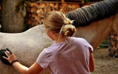 Best Grooming Tools for Horses