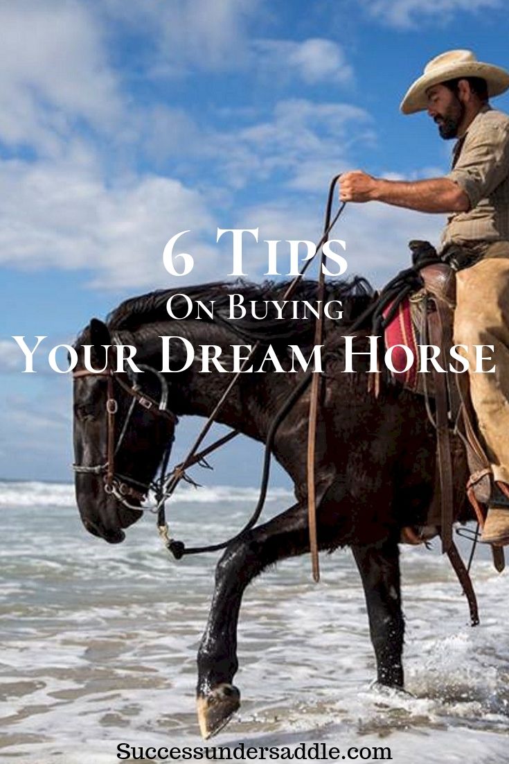 6 Tips on Buying your First Horse