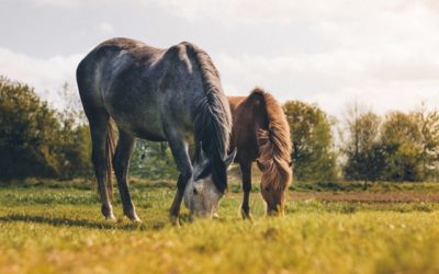 Tips on Care and Feeding of the Older or Senior Horse