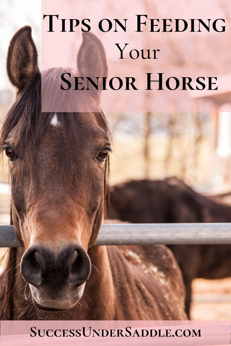 How to Feed the Senior Horse