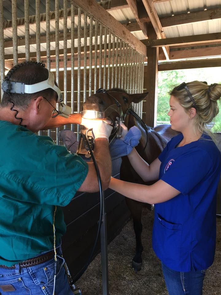 Regular dental visits for your horse will ensure long healthy life