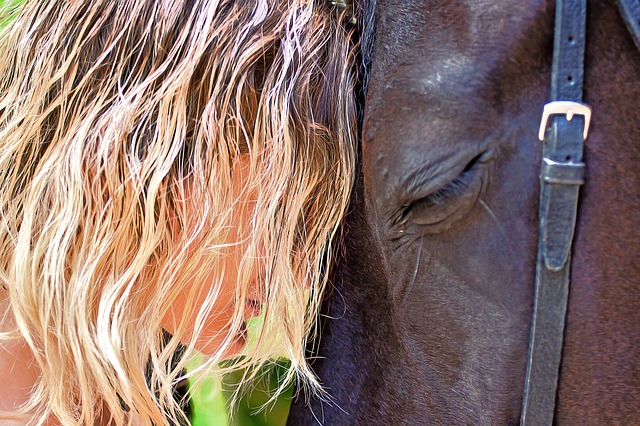 Horses are a compassionate friend