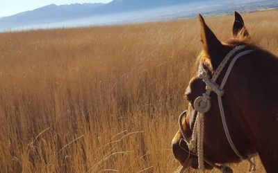 Pitchfork Therapy:  How Horses Benefit Our Lives