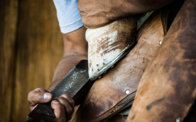 Hoof Care: How to Take Care of Your Horse’s Feet