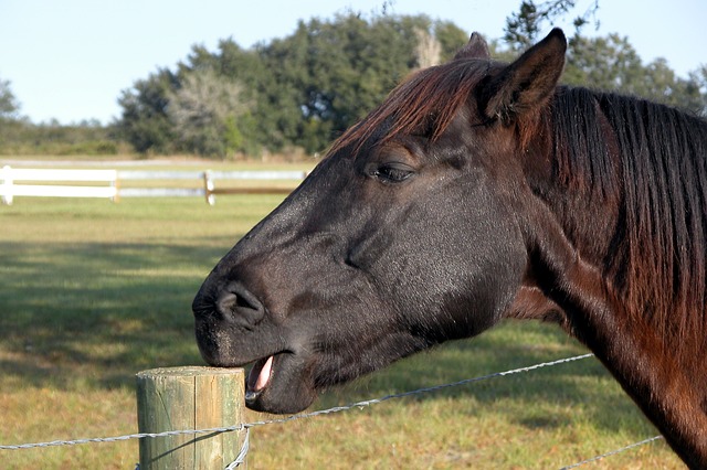 Cribbing Horse