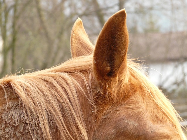 What your horse's ears tell you