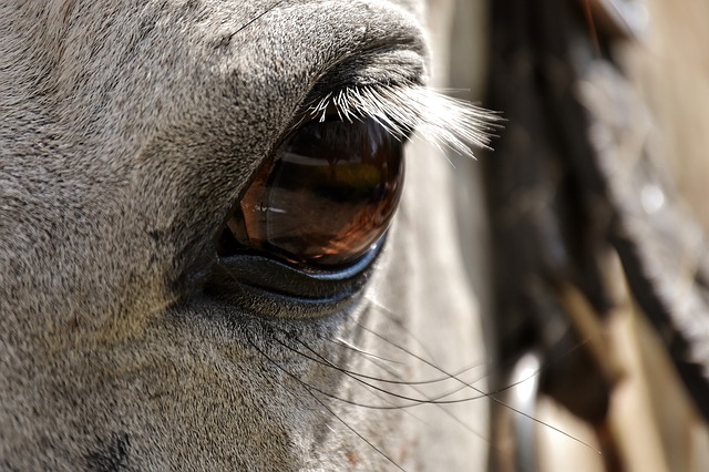 What your horse's eyes tell you