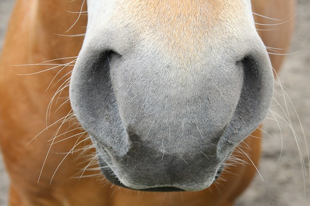 What your horse's nostrils tell you