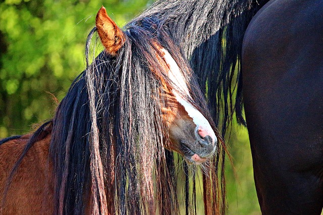 How your horses tail speaks to you