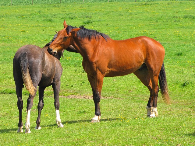 What your horse's feet tell you