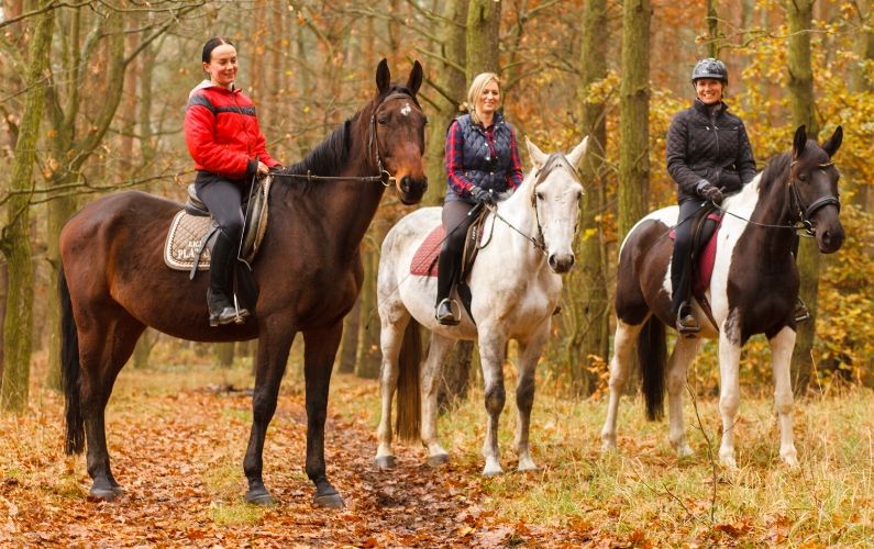 10 Traits Of An Ideal Riding Horse