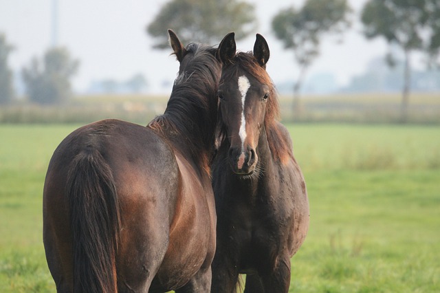 Two horses showing connection in the herd